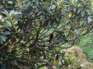 Native C.R. Bird, Black with Red Breast. photo by Areeya